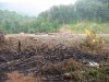 (2009.07.28) Незаконная рубка леса в 29-м кв. Веселовского лесничества Сочинского нацпарка при строительстве совмещенной дороги