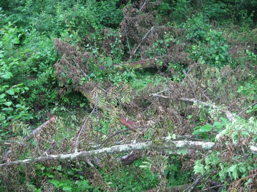 (2009.07.28) Незаконная рубка леса в 29-м кв. Веселовского лесничества Сочинского нацпарка при строительстве совмещенной дороги