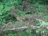 (2009.07.28) Незаконная рубка леса в 29-м кв. Веселовского лесничества Сочинского нацпарка при строительстве совмещенной дороги