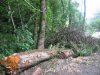 (2009.07.19-28) Отсыпка технологических трасс в русле реки Мзымта при строительстве совмещенной дороги Адлер-Красная Поляна
