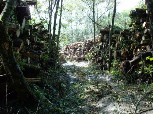 (2009.08.7,8,11) ОБЭП УВД г.Сочи останавливает незаконные рубки лапины при строительстве совмещенной дороги Адлер-Красная Поляна