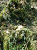 (2009.08.7,8,11) ОБЭП УВД г.Сочи останавливает незаконные рубки лапины при строительстве совмещенной дороги Адлер-Красная Поляна