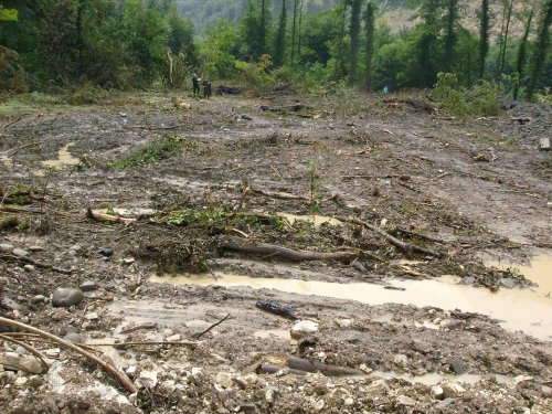 (2009.08.7,8,11) ОБЭП УВД г.Сочи останавливает незаконные рубки лапины при строительстве совмещенной дороги Адлер-Красная Поляна