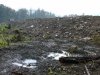 (2009.08.7,8,11) ОБЭП УВД г.Сочи останавливает незаконные рубки лапины при строительстве совмещенной дороги Адлер-Красная Поляна