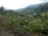(2009.08.7,8,11) ОБЭП УВД г.Сочи останавливает незаконные рубки лапины при строительстве совмещенной дороги Адлер-Красная Поляна