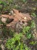 (2009.08.7,8,11) ОБЭП УВД г.Сочи останавливает незаконные рубки лапины при строительстве совмещенной дороги Адлер-Красная Поляна