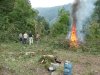 (2009.08.7,8,11) ОБЭП УВД г.Сочи останавливает незаконные рубки лапины при строительстве совмещенной дороги Адлер-Красная Поляна