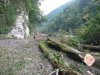 (2009.08.16) Незаконная вырубка леса на правом берегу Мзымты ниже с.Монастырь при строительстве совмещенной дороги