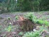 (2009.08.16) Незаконная вырубка леса при строительстве совмещенной дороги Адлер-Красная Поляна между временными мостами №3 и №4