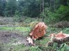 (2009.08.16) Незаконная вырубка леса при строительстве совмещенной дороги Адлер-Красная Поляна между временными мостами №3 и №4