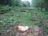 (2009.08.16) Незаконная вырубка леса при строительстве совмещенной дороги Адлер-Красная Поляна между временными мостами №3 и №4