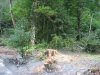 (2009.08.16) Незаконная вырубка леса при строительстве совмещенной дороги Адлер-Красная Поляна между временными мостами №3 и №4