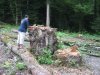 (2009.08.16) Незаконная вырубка леса при строительстве совмещенной дороги Адлер-Красная Поляна между временными мостами №3 и №4