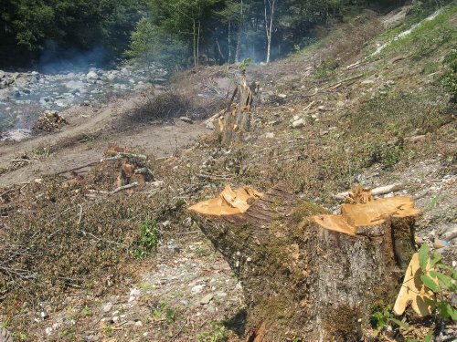 (2009.08.16) Строительство и вырубки леса в районе южного портала тоннеля №5 совмещенной дороги Адлер-Красная Поляна