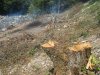(2009.08.16) Строительство и вырубки леса в районе южного портала тоннеля №5 совмещенной дороги Адлер-Красная Поляна
