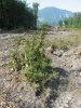 (2009.08.17) Активисты ЭкоВахты провели перечет краснокнижных деревьев в зоне рубки в 19-м и 27-м кв. Веселовского лесничества
