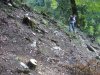 Пни спиленных вековых деревьев самшита