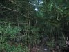 Пока еще нетронутый самшитник на левом берегу Мзымты