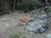 Часть порубочных остатков самшита была сожжена на месте незаконной рубки