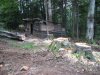 Два незаконно спиленных бука рядом с балаганом лесорубов
