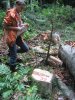 Возле последнего из найденных в тот день пней
