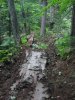 Для того, чтобы вывезти два дерева, в нетронутом лесу проложили такой волок-шрам