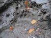 Свежий след медведя говорит о пока еще диком состоянии экосистемы района, где велась рубка
