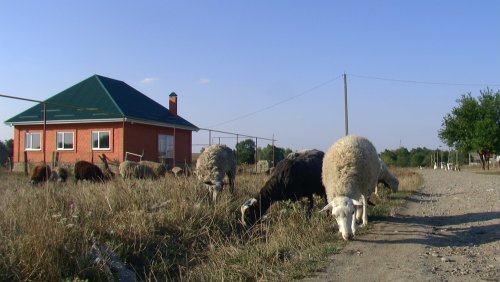 Домашние животные пасутся возле дороги, а не у реки