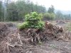 Общественная инспекция строительства совмещенной дороги Адлер-Красная поляна