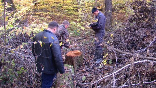 Сотрудники правоохранительных органов осматривают незаконные порубы