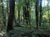 Место незаконной порубки в 3, 19 и 27 кварталах спустя 2 недели