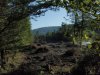 Место незаконной порубки в 3, 19 и 27 кварталах спустя 2 недели