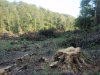 Место незаконной порубки в 3, 19 и 27 кварталах спустя 2 недели