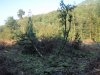 Место незаконной порубки в 3, 19 и 27 кварталах спустя 2 недели