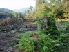 Место незаконной порубки в 3, 19 и 27 кварталах спустя 2 недели