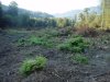 Место незаконной порубки в 3, 19 и 27 кварталах спустя 2 недели