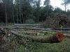 Место незаконной порубки в 3, 19 и 27 кварталах спустя 2 недели