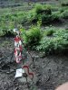 Место незаконной порубки в 3, 19 и 27 кварталах спустя 2 недели