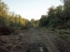 Место незаконной порубки в 3, 19 и 27 кварталах спустя 2 недели