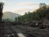 Место незаконной порубки в 3, 19 и 27 кварталах спустя 2 недели