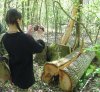 Срубленное дерево расщепилось при валке и было брошено на месте преступления