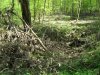 Заваленное порубочными остатками русло ручья