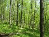 Выезд на места незаконных вырубок леса в районе хутора Кубанский