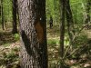 Деревья дуба, которые собираются "прореживать" в 30Б квартале