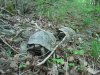 (2010.05.01-11) Маевка Экологической Вахты на Утрише