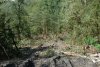 Строители пробивают технические дороги где попало прямо по самшитовому лесу