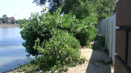 (2010.08.11) Вырубка пойменного леса и застройка берега Кубани в поселке Перекатный