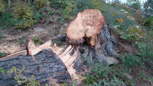 (2010.12.10) РЖД уничтожает рощу сосны пицундской на мысе Видный