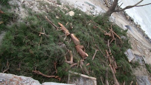 (2010.12.10) РЖД уничтожает рощу сосны пицундской на мысе Видный