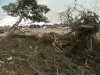 (2010.12.10) РЖД уничтожает рощу сосны пицундской на мысе Видный